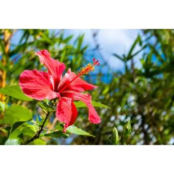 Red Hibiscus Flowers